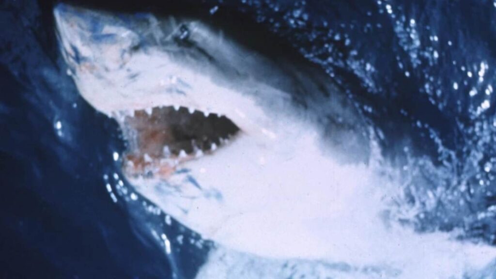 Galleria foto '5 cult tratti da incredibili storie vere' - foto 6